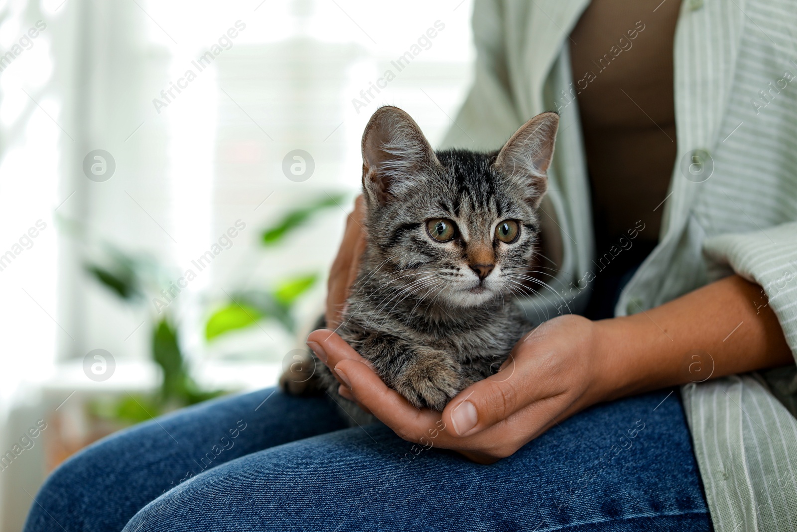 Photo of Woman with cute kitten at home, closeup