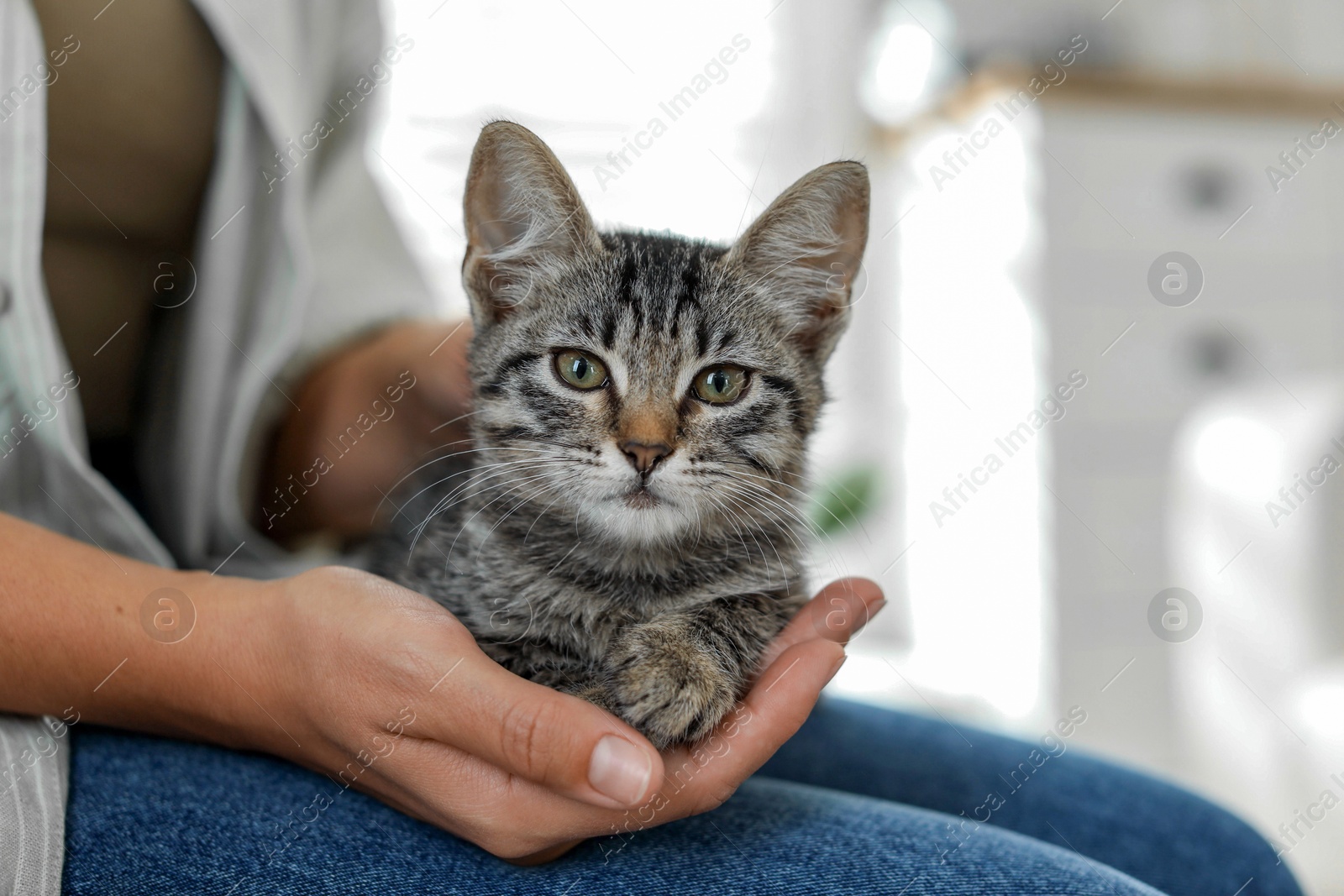 Photo of Woman with cute kitten at home, closeup