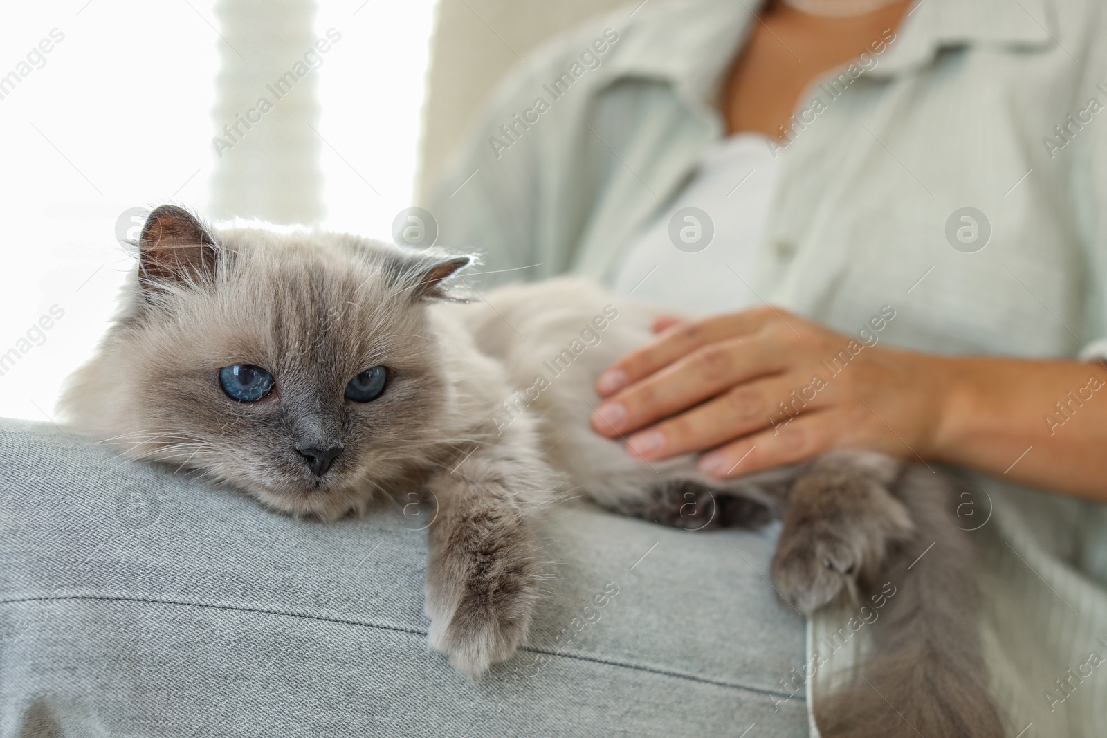 Photo of Woman with cute kitten at home, closeup