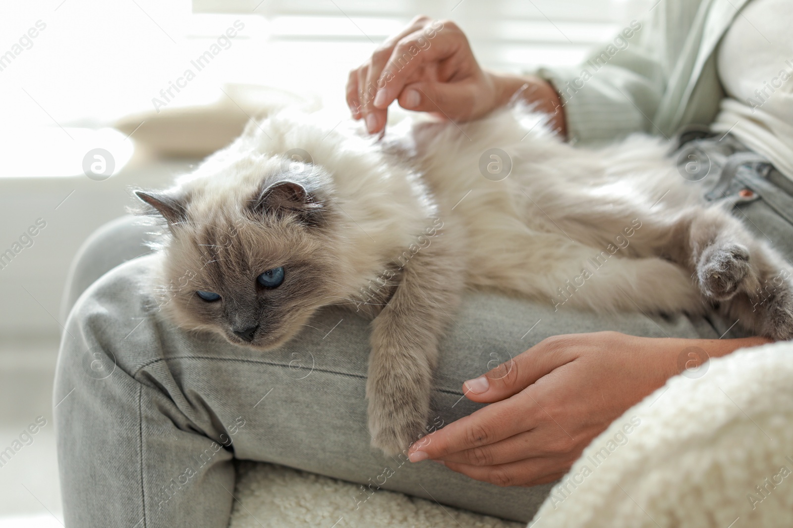 Photo of Woman with cute kitten at home, closeup