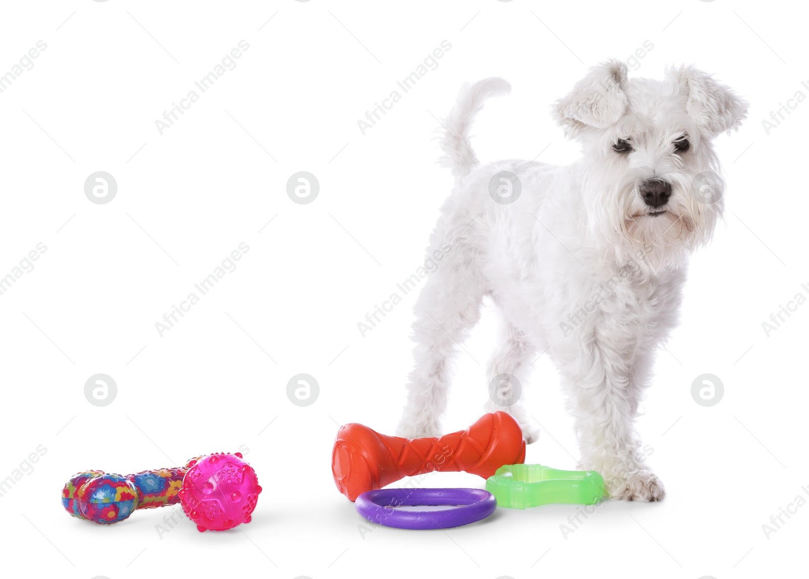 Photo of Cute dog with different toys on white background. Adorable pet