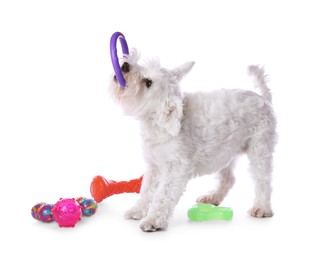 Photo of Cute dog playing with different toys on white background. Adorable pet