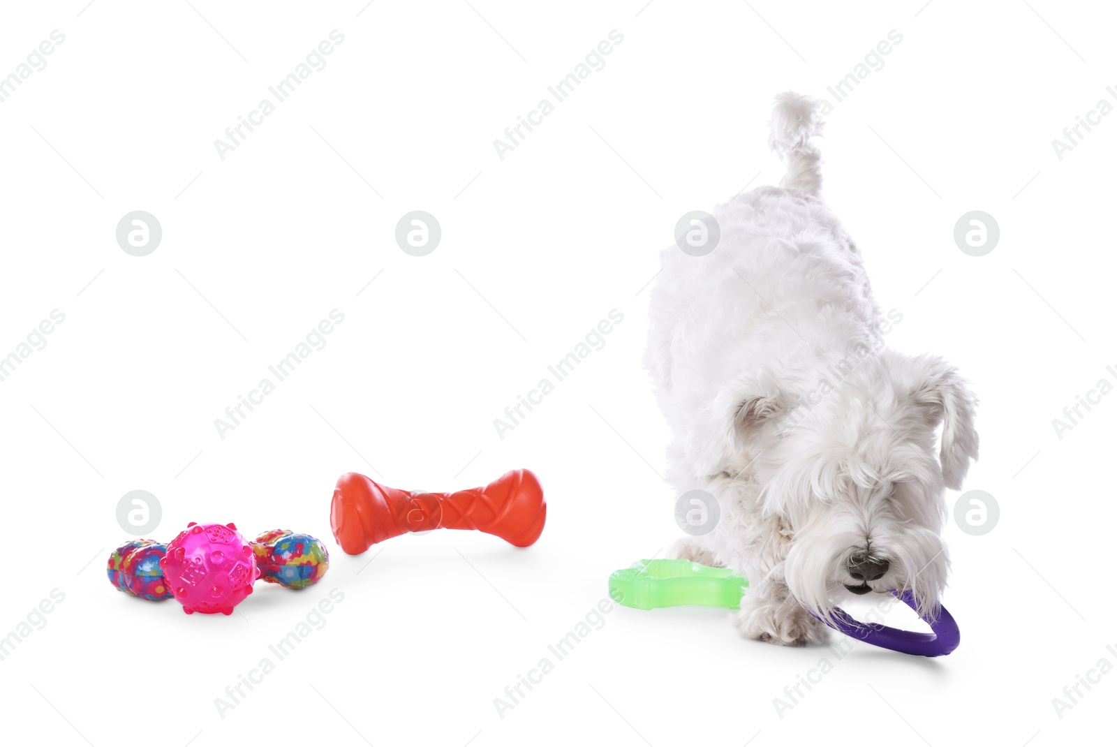 Photo of Cute dog playing with different toys on white background. Adorable pet