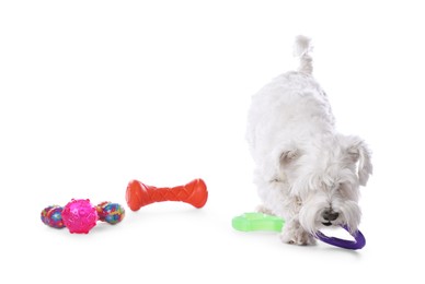 Photo of Cute dog playing with different toys on white background. Adorable pet