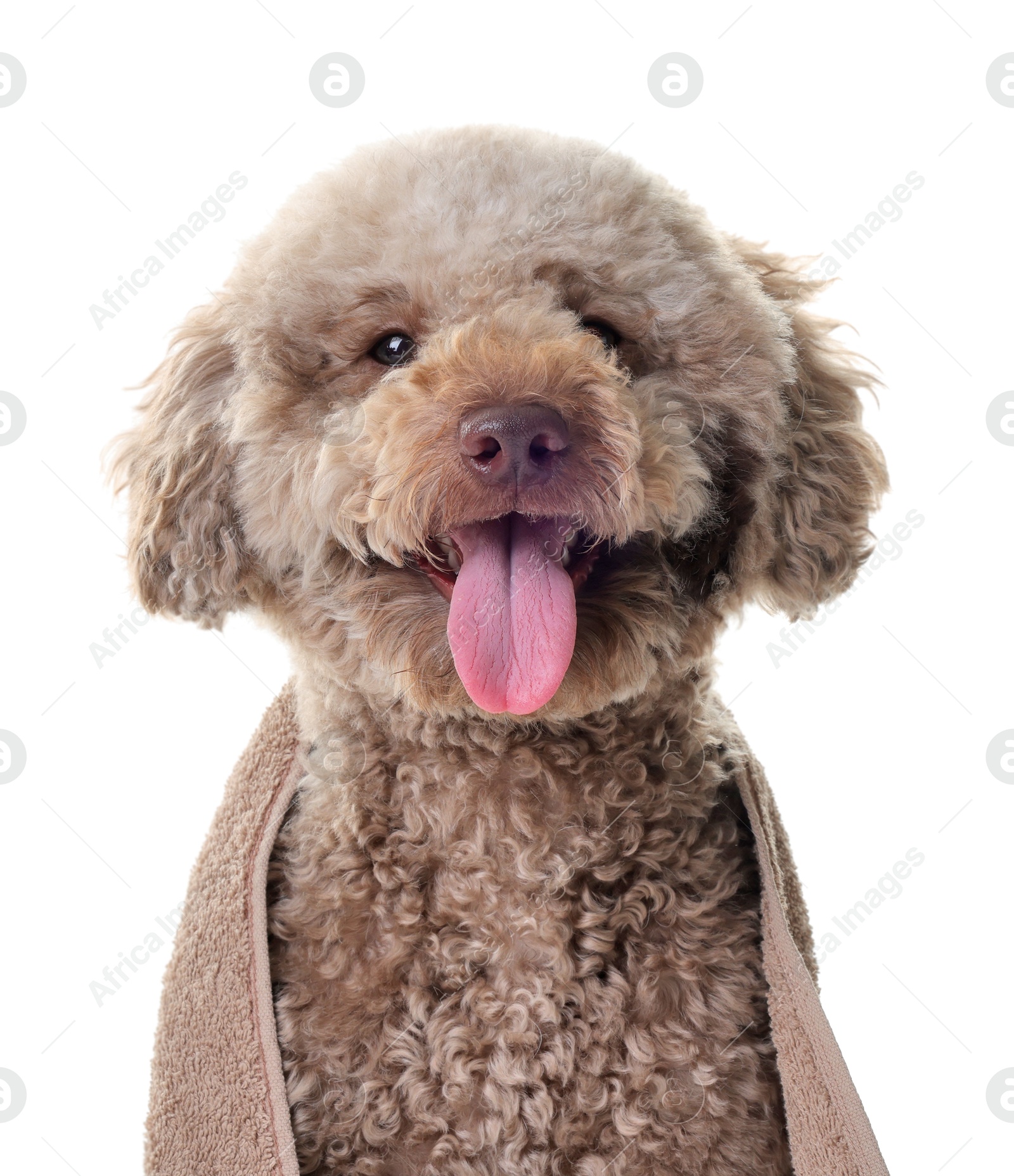 Photo of Cute dog wrapped in towel on white background