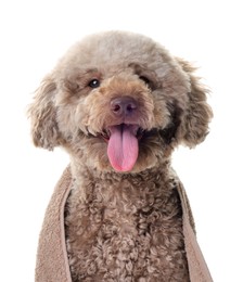 Photo of Cute dog wrapped in towel on white background