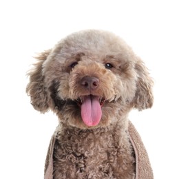 Photo of Cute dog wrapped in towel on white background