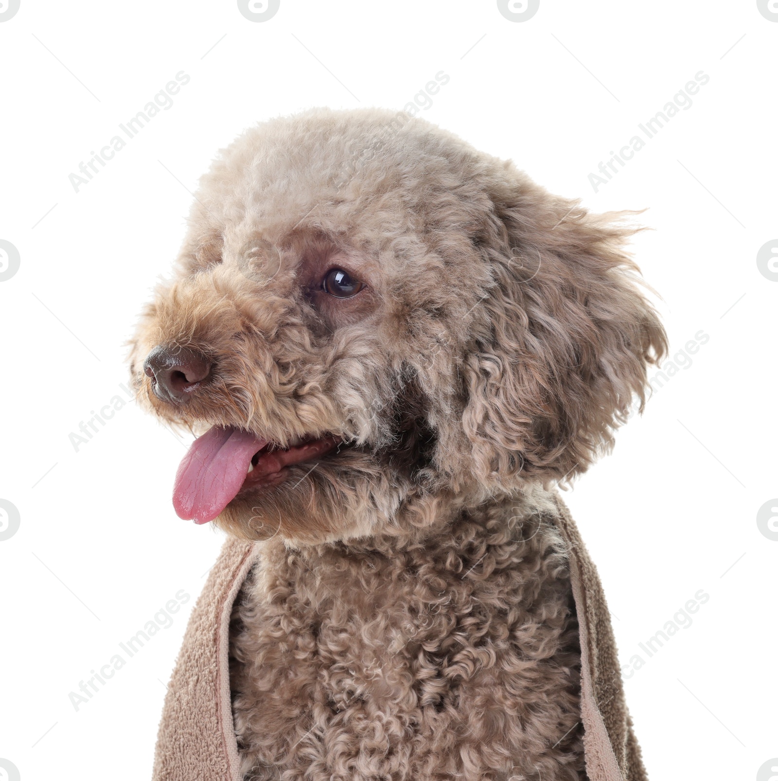 Photo of Cute dog wrapped in towel on white background