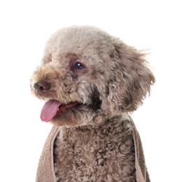 Photo of Cute dog wrapped in towel on white background