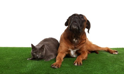 Photo of Cute dog and cat on green grass against white background