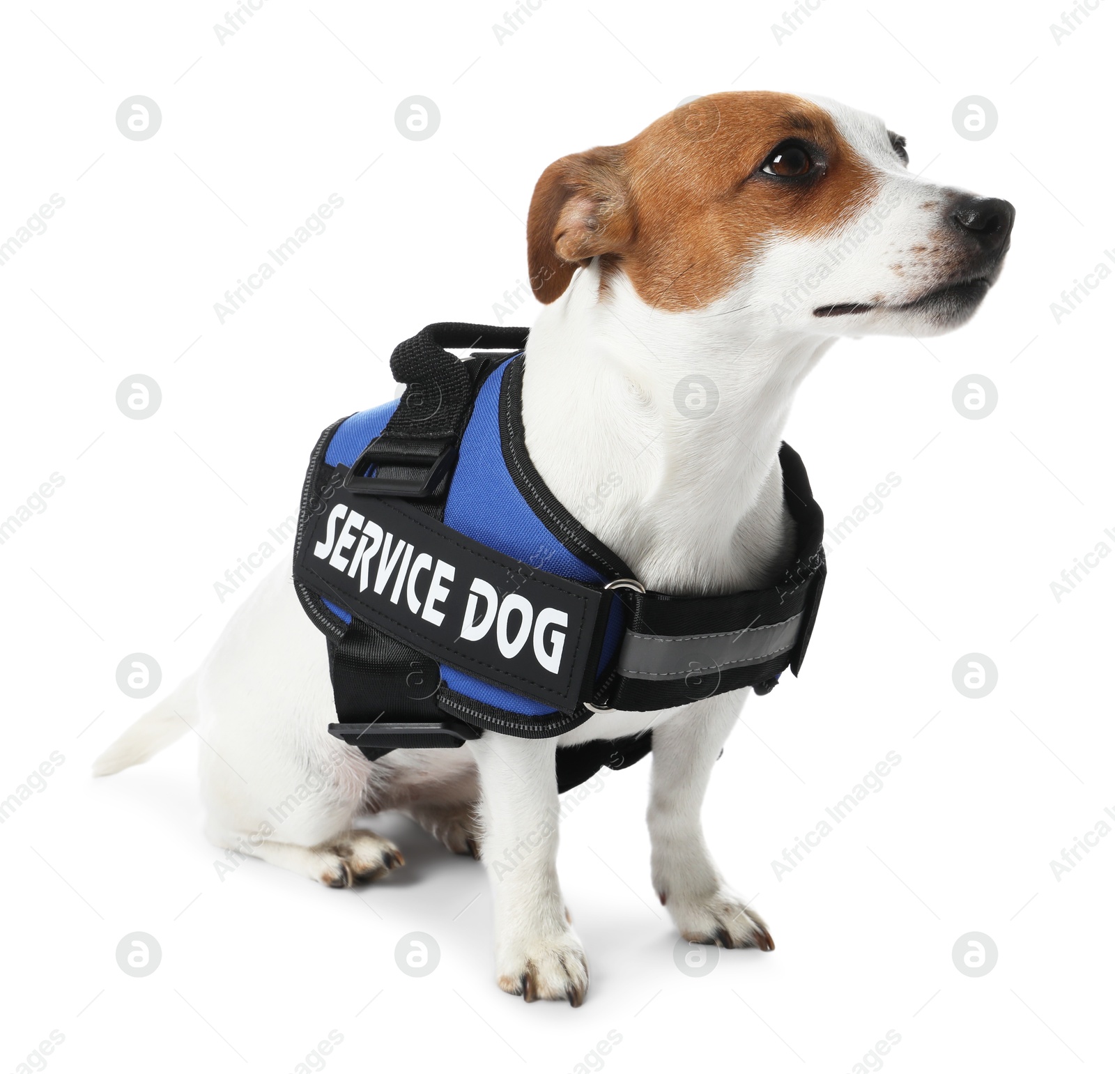 Photo of Service dog. Cute Jack Russell Terrier in vest isolated on white