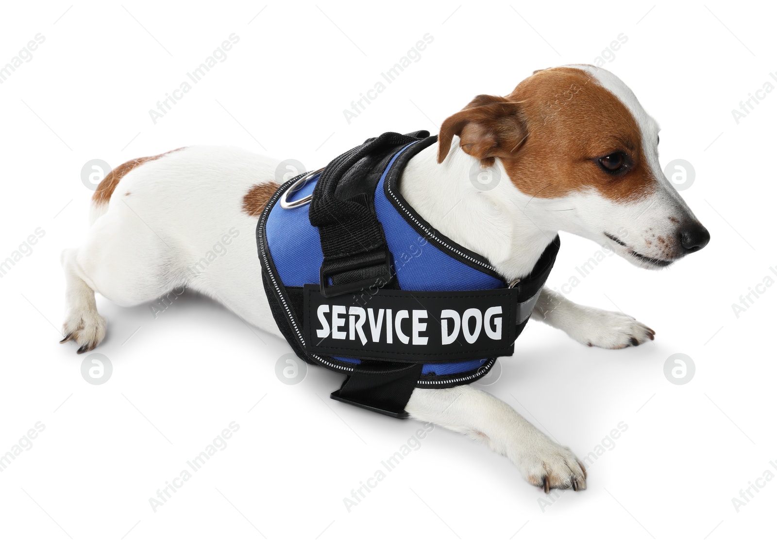 Photo of Service dog. Cute Jack Russell Terrier in vest isolated on white