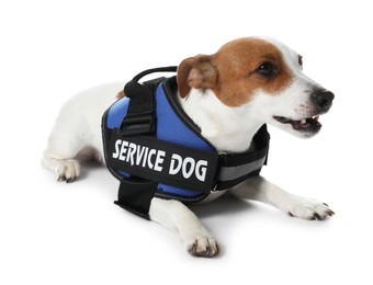 Photo of Service dog. Cute Jack Russell Terrier in vest isolated on white