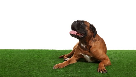 Photo of Cute dog on green grass against white background