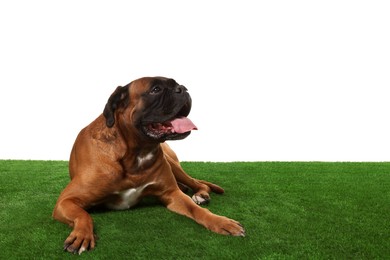 Photo of Cute dog on green grass against white background