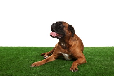 Photo of Cute dog on green grass against white background