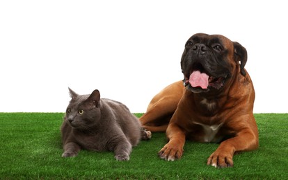 Photo of Cute dog and cat on green grass against white background