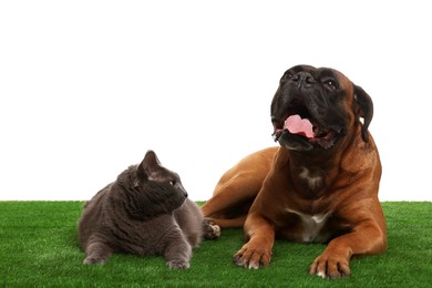 Photo of Cute dog and cat on green grass against white background