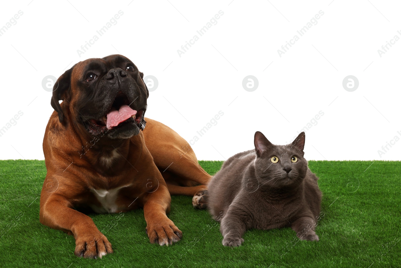 Photo of Cute dog and cat on green grass against white background