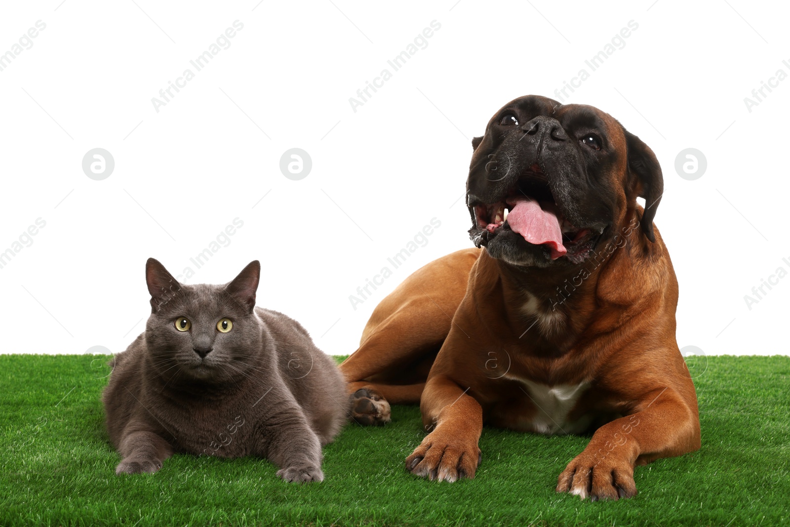 Photo of Cute dog and cat on green grass against white background