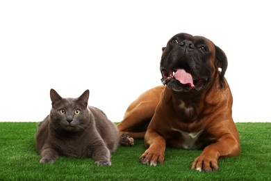 Photo of Cute dog and cat on green grass against white background