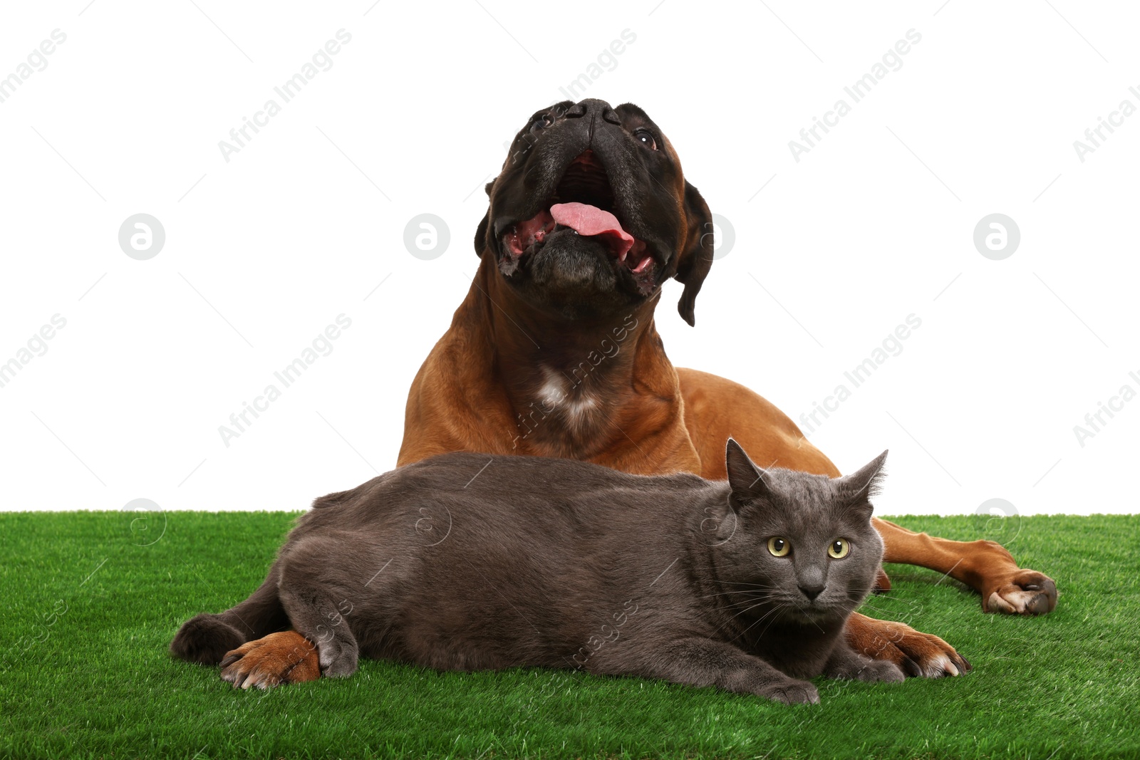 Photo of Cute dog and cat on green grass against white background