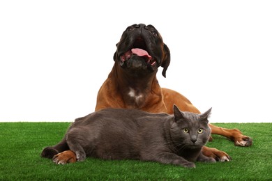 Photo of Cute dog and cat on green grass against white background