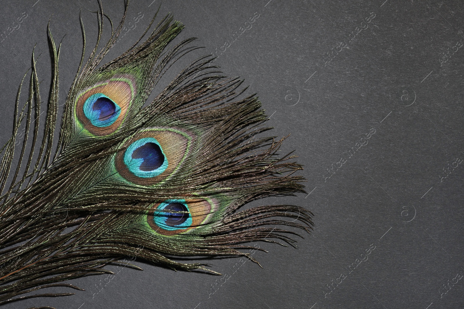 Photo of Many beautiful peacock feathers on black background, top view. Space for text