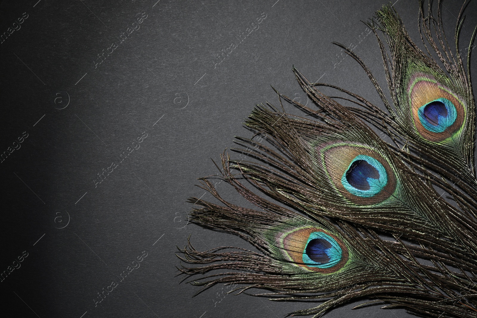 Photo of Many beautiful peacock feathers on black background, top view. Space for text