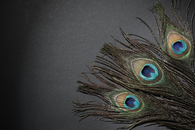 Photo of Many beautiful peacock feathers on black background, top view. Space for text