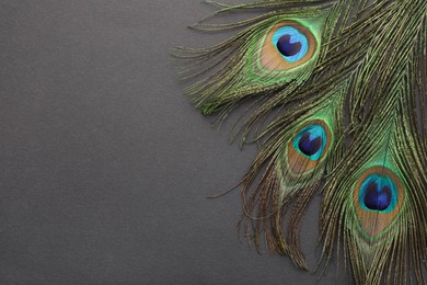 Photo of Many beautiful peacock feathers on dark grey background, top view. Space for text