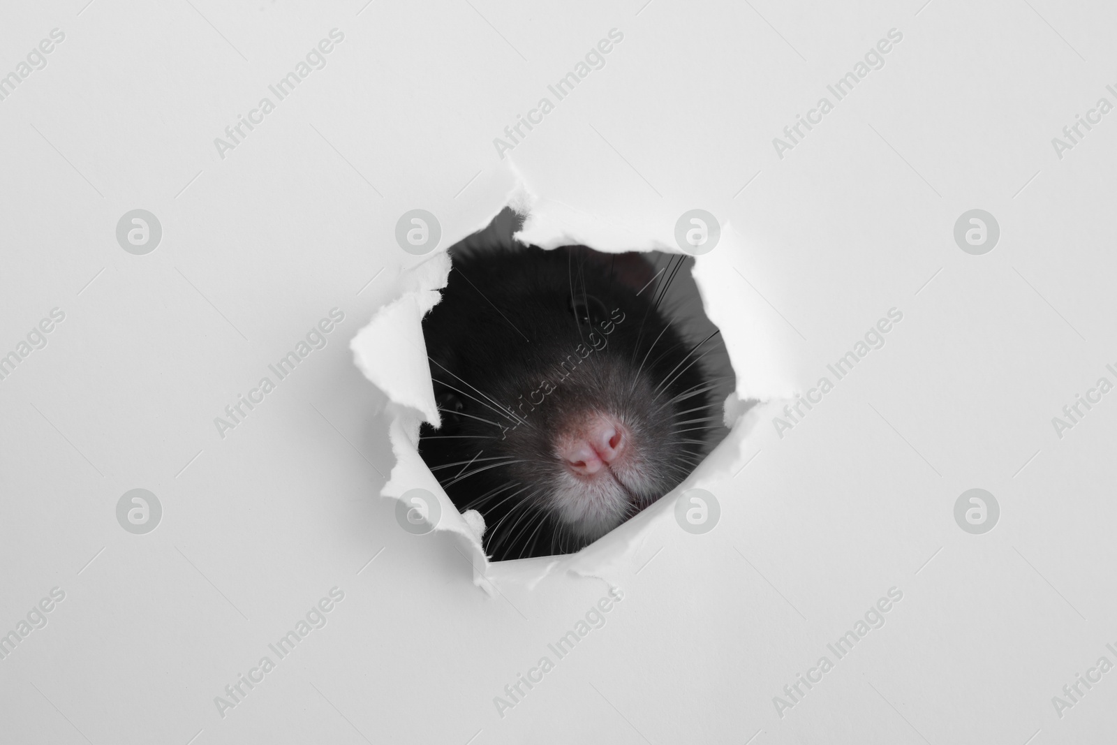 Photo of Cute rat looking through hole in white paper sheet