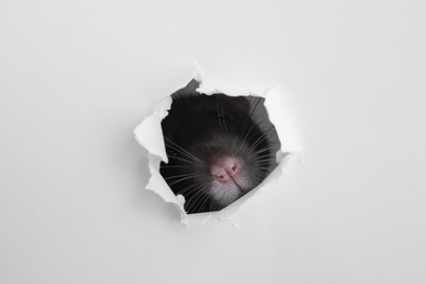 Photo of Cute rat looking through hole in white paper sheet