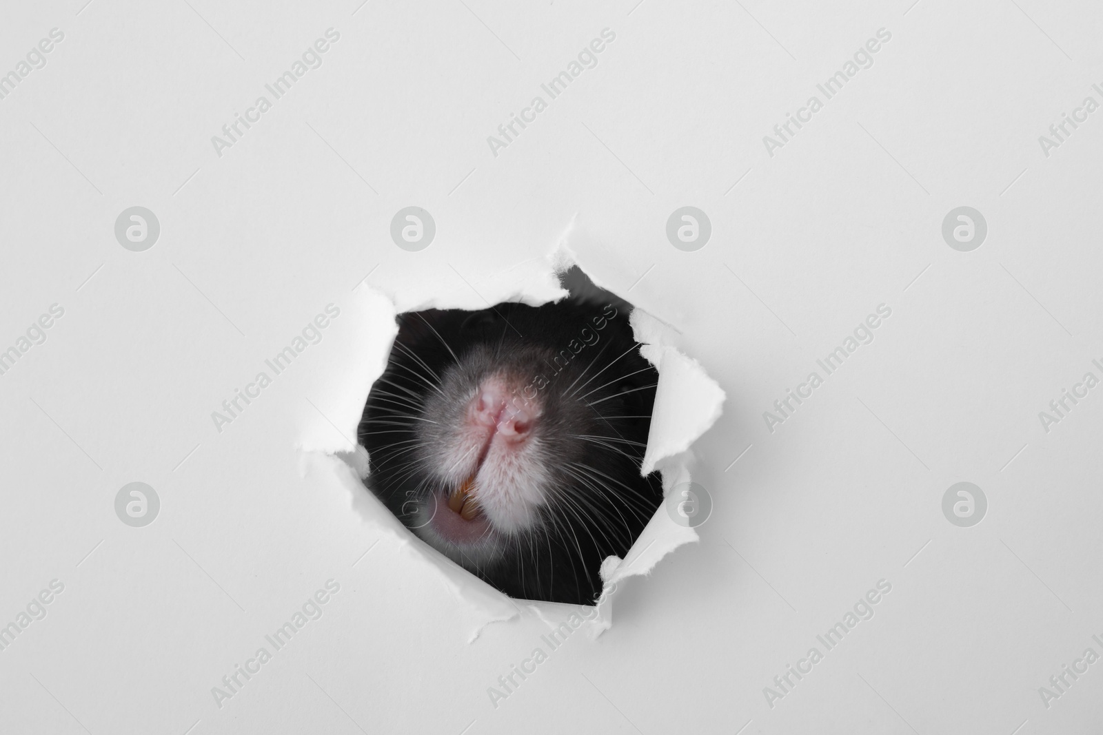 Photo of Cute rat looking through hole in white paper sheet