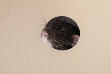 Photo of Cute rat looking through hole in beige paper sheet