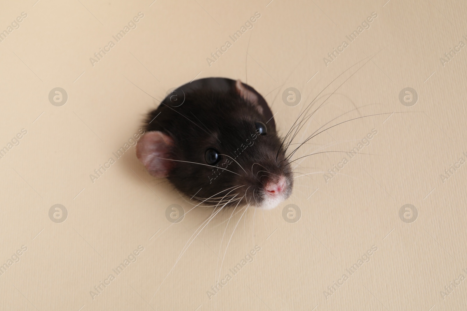 Photo of Cute rat looking through hole in beige paper sheet