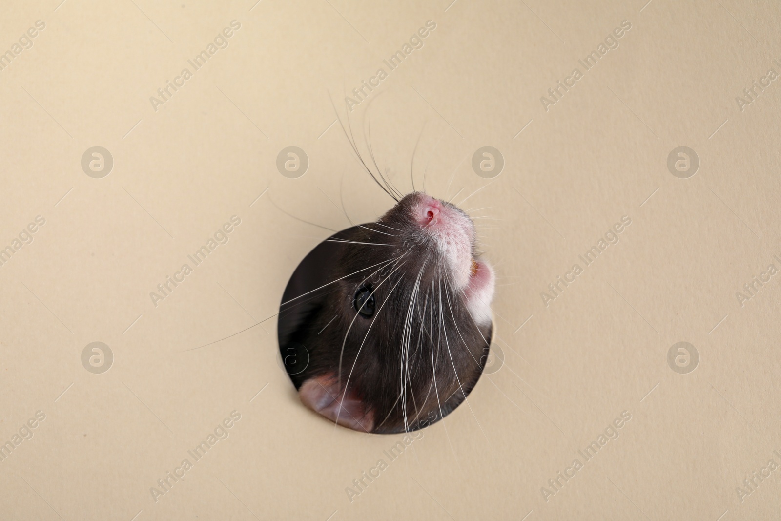 Photo of Cute rat looking through hole in beige paper sheet