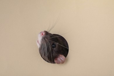 Photo of Cute rat looking through hole in beige paper sheet