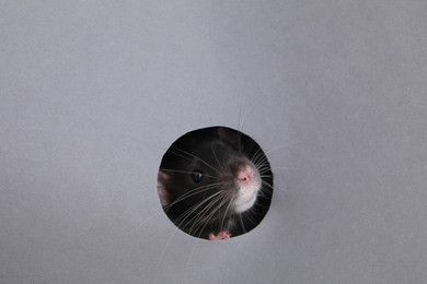 Photo of Cute rat looking through hole in grey paper sheet