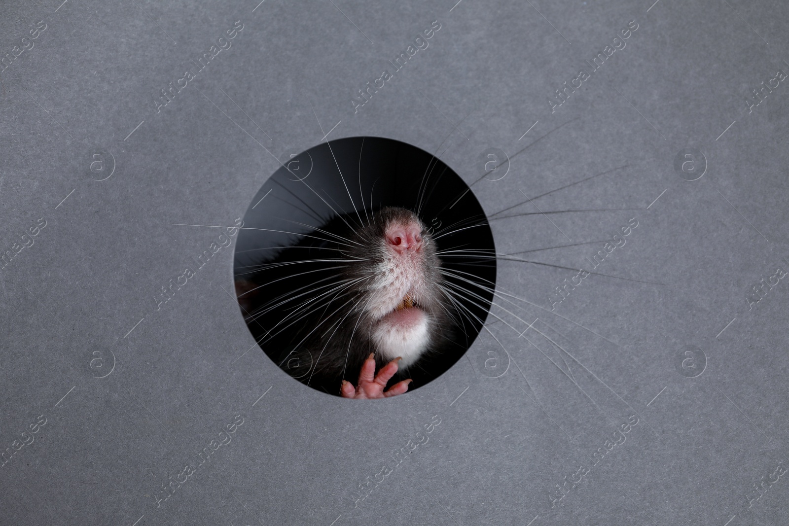 Photo of Cute rat looking through hole in grey paper sheet