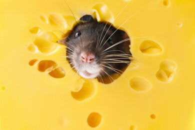 Photo of Cute small rat looking out of hole in cheese, closeup