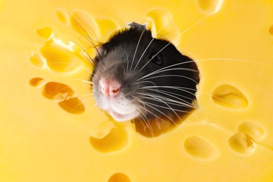 Photo of Cute small rat looking out of hole in cheese, closeup