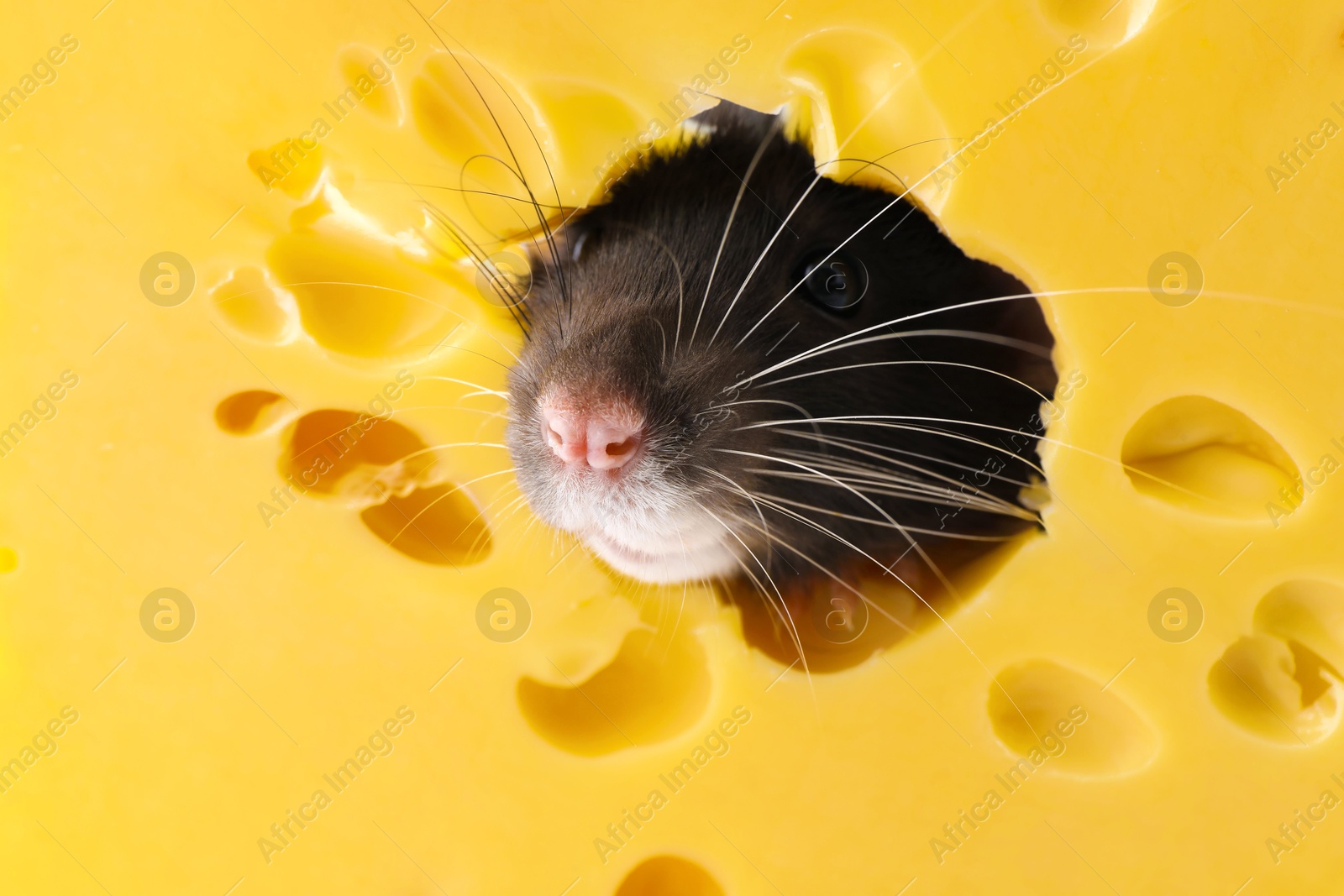 Photo of Cute small rat looking out of hole in cheese, closeup