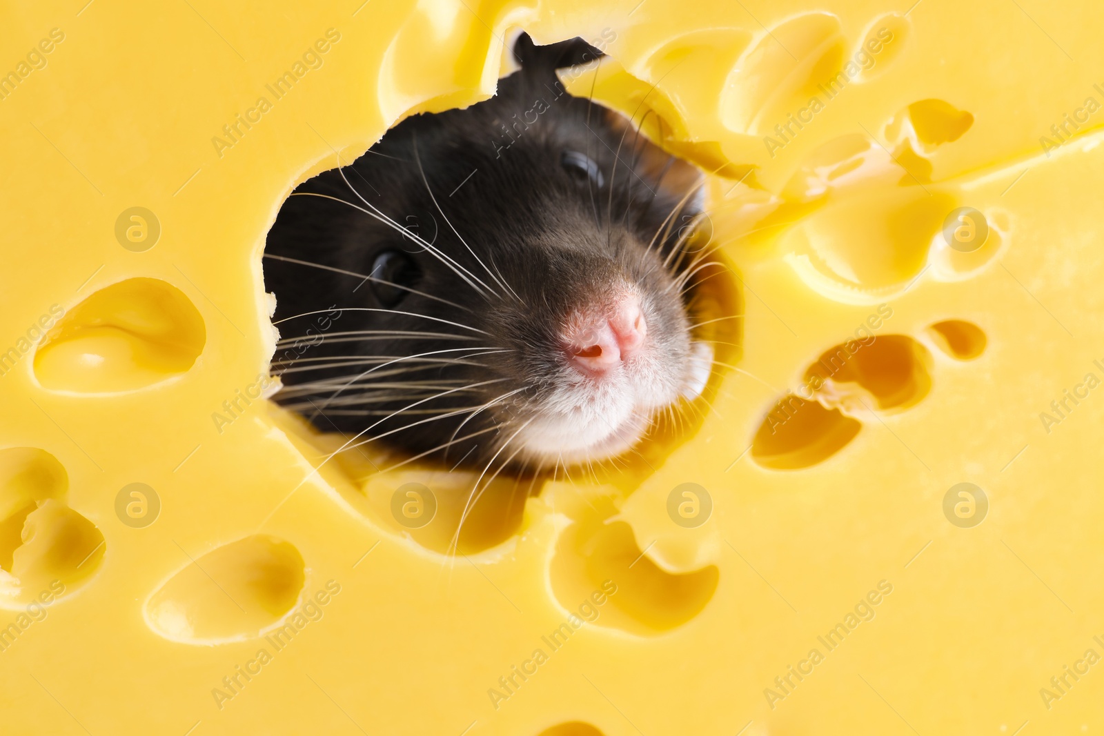 Photo of Cute small rat looking out of hole in cheese, closeup