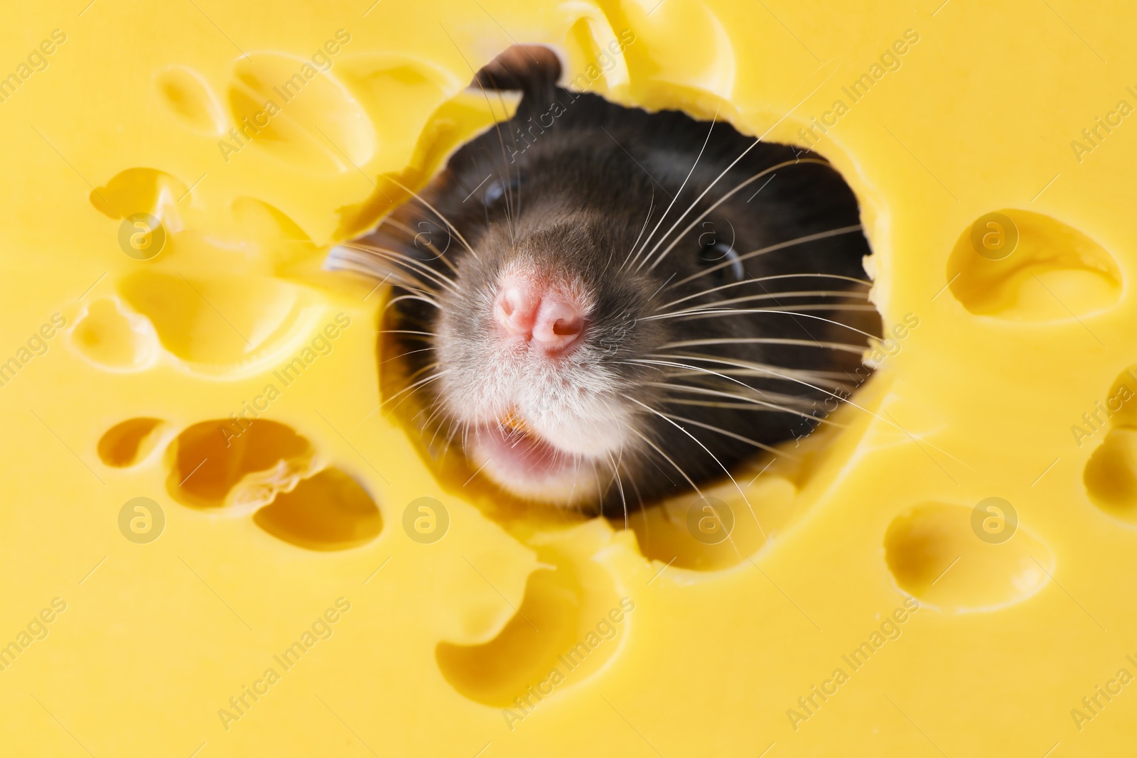 Photo of Cute small rat looking out of hole in cheese, closeup