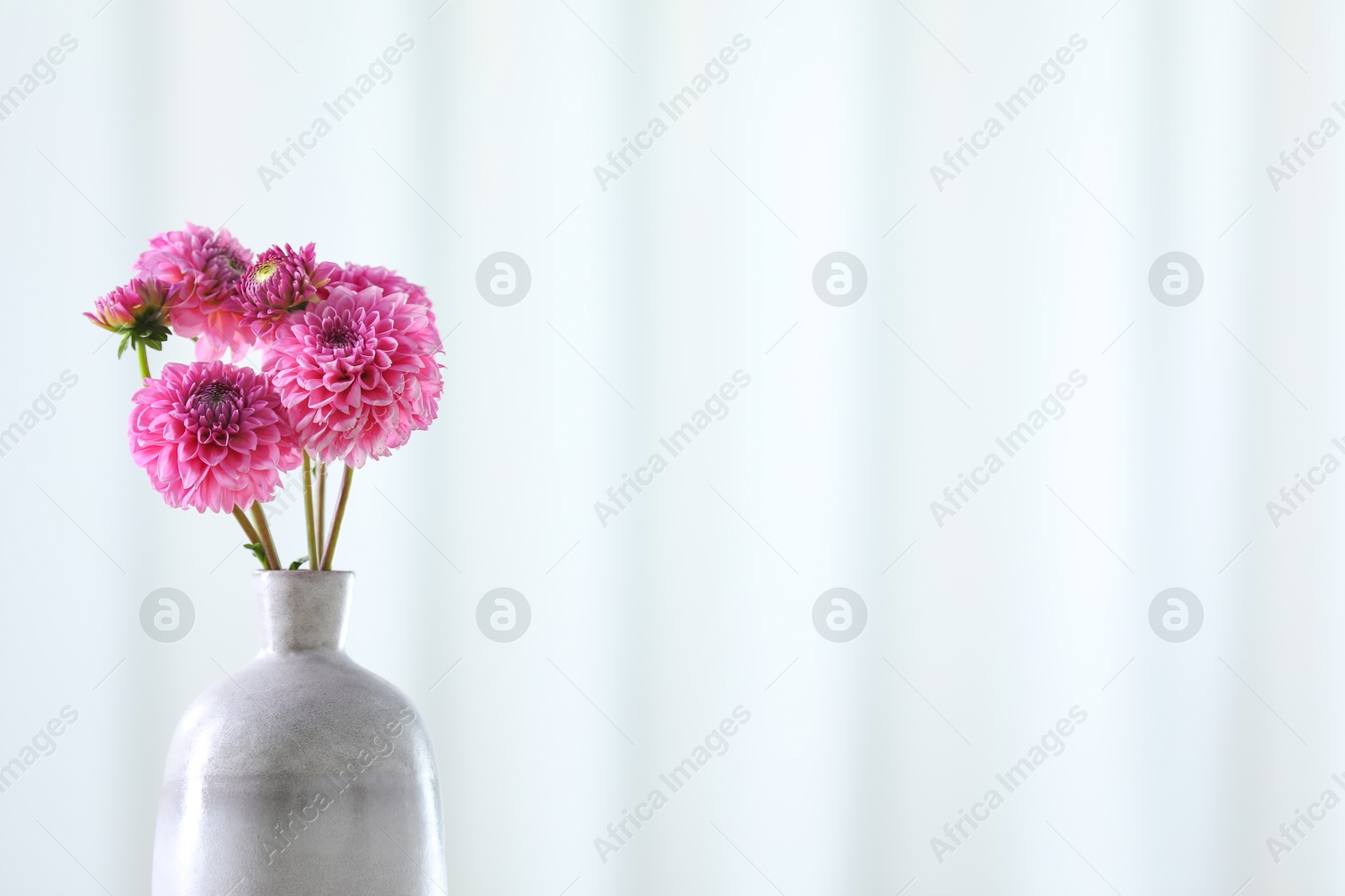 Photo of Beautiful pink flowers in vase against light background, closeup. Space for text