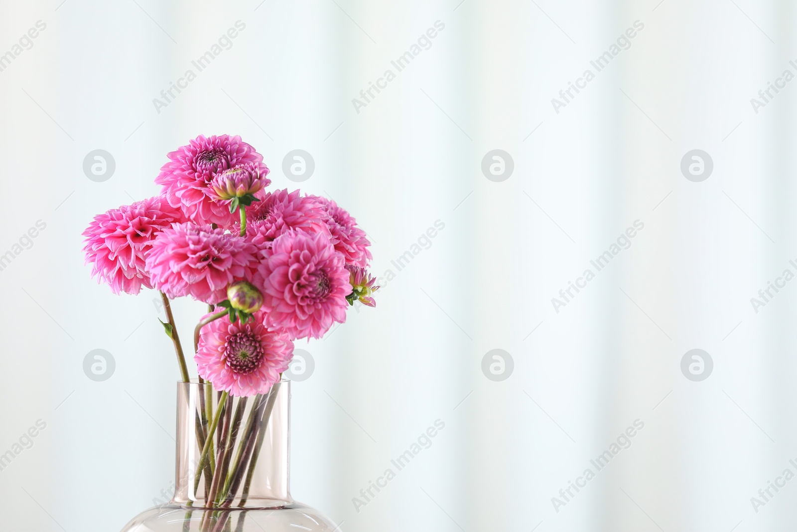 Beautiful pink flowers in vase against light background, closeup. Space for text Photo of Beautiful pink flowers in vase against light background, closeup. Space for text