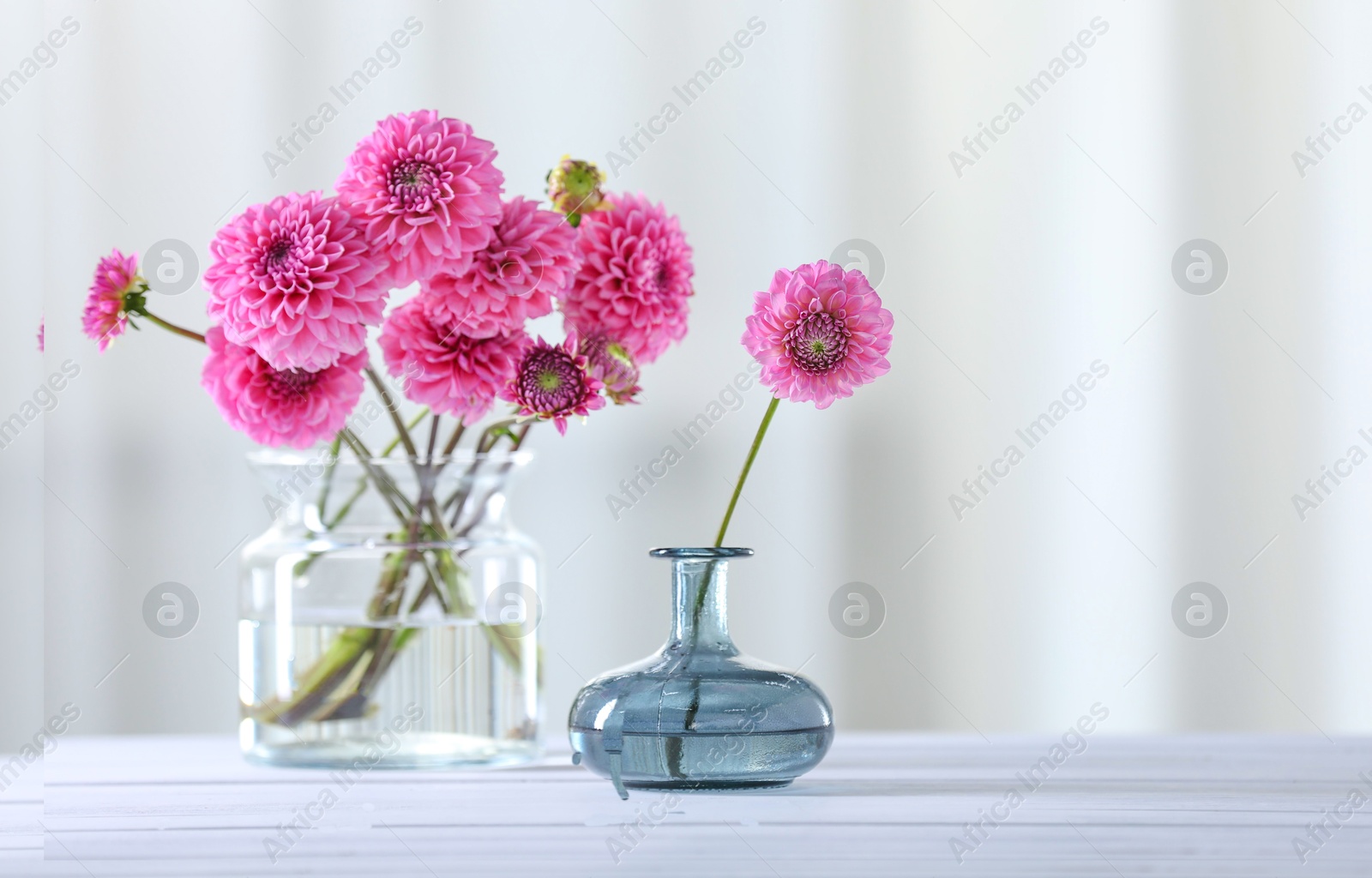 Photo of Beautiful pink flowers in vases on white wooden table at home. Space for text