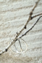 Beautiful silver ring on branch against blurred background, closeup