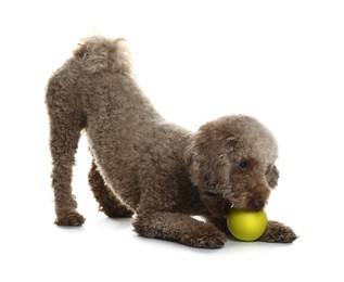 Photo of Cute dog playing with toy on white background. Adorable pet